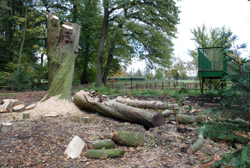 JPEG image - The remains of the Big Chestnut ...