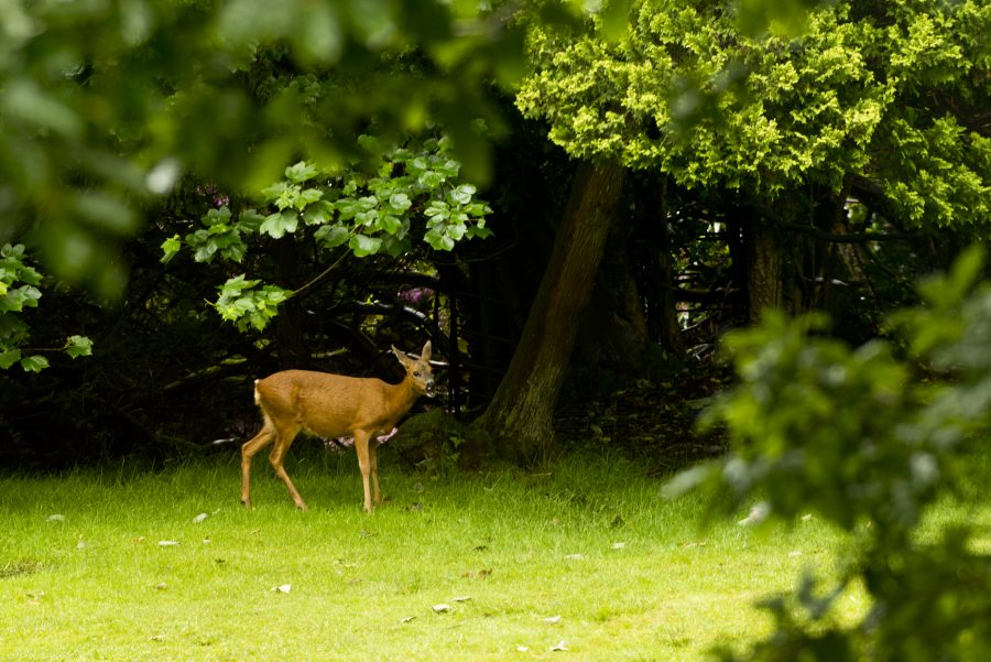 yha-grasmere-11