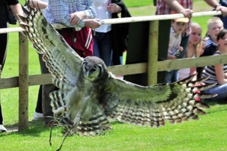 warwick-castle-flight-of-the-eagles-eagle-owl