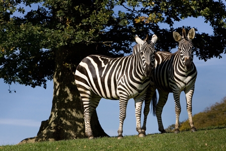 wildtlgrants-zebra-at-the-lake-district-wildlife-park