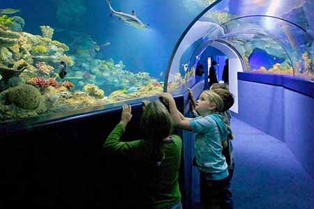 bristol-aquarium-children-in-tunnel
